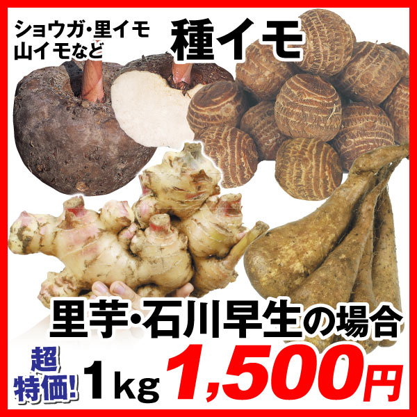 種イモ
