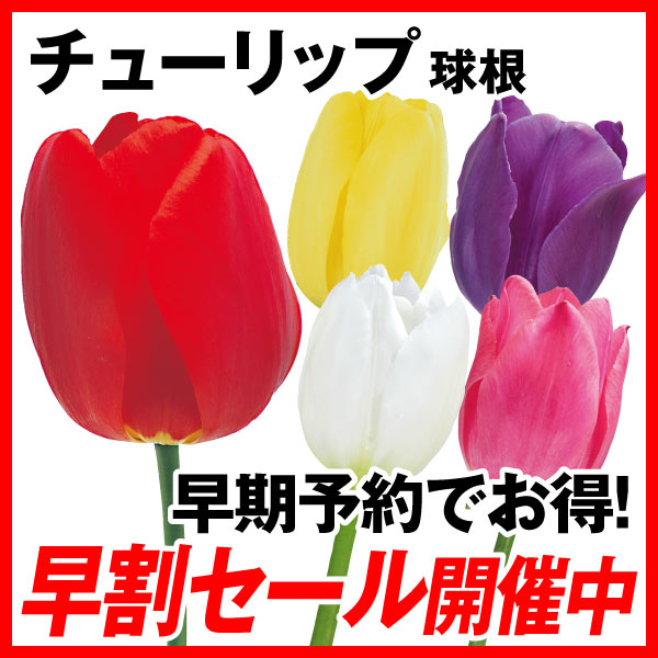 チューリップ早割