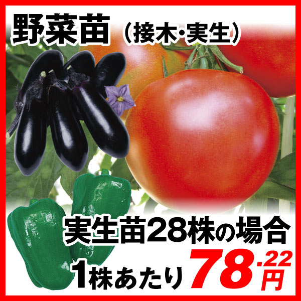 野菜苗
