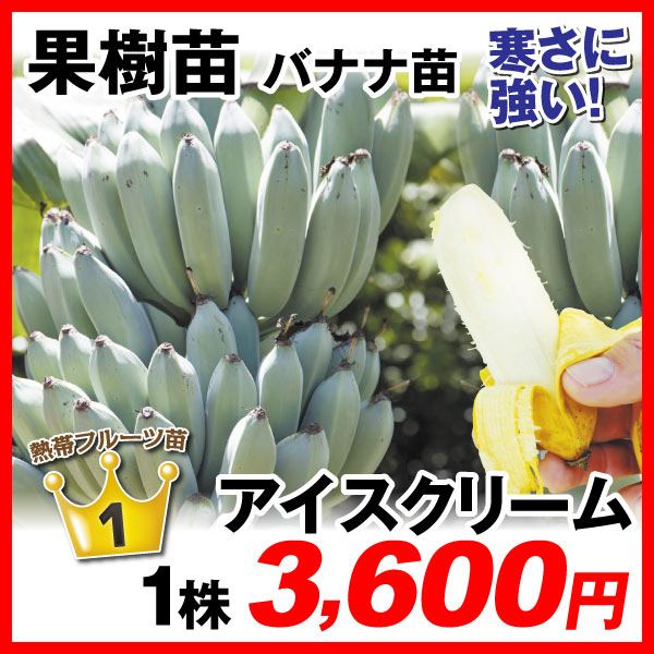 耐寒性バナナ苗 アイスクリーム