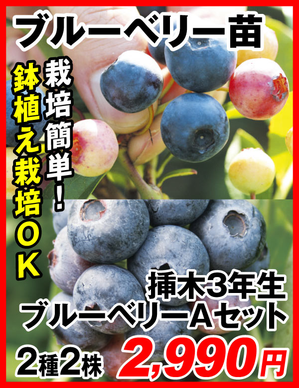 挿木3年生ブルーベリーAセット