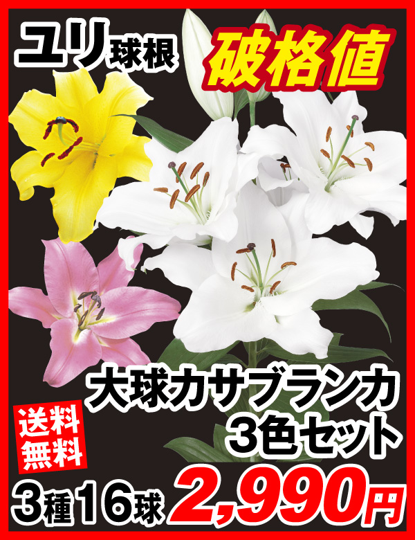 大球カサブランカ3色