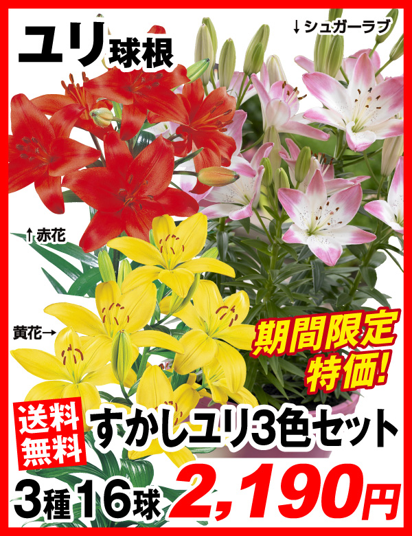 すかしユリ3色