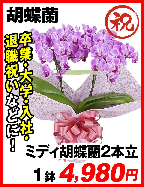 ミディ胡蝶蘭2本立て