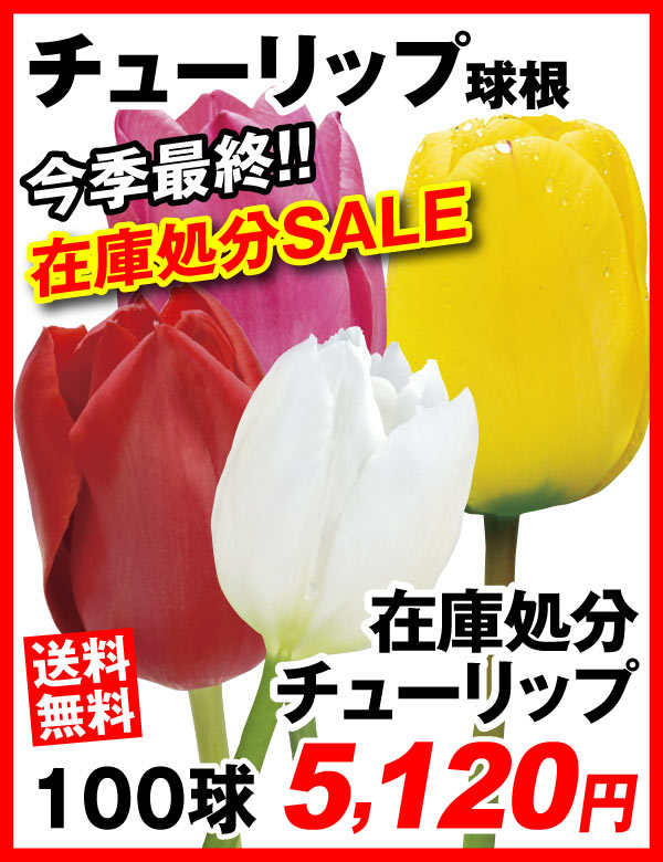 チューリップ在庫処分