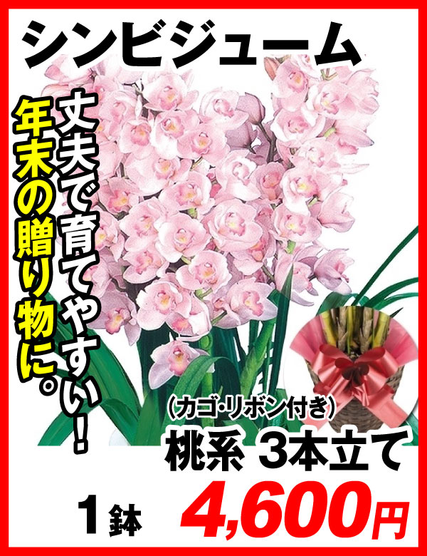 シンビジューム桃