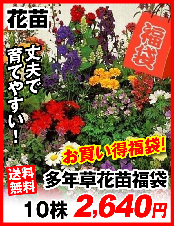多年草花苗福袋