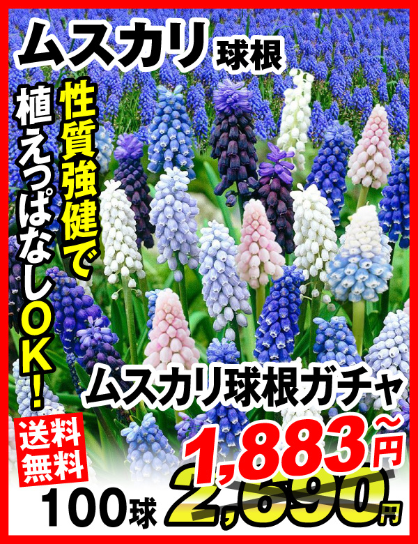 ムスカリガチャ