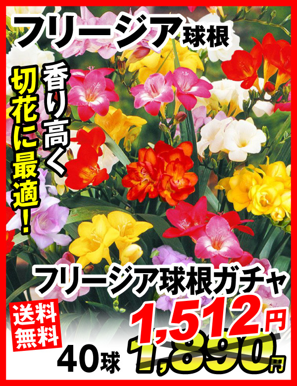 フリージアガチャ