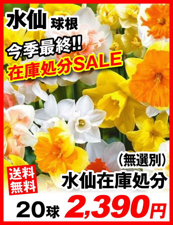 水仙在庫処分
