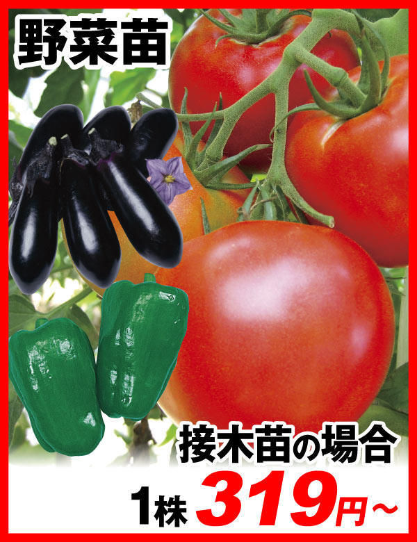 野菜苗カテ