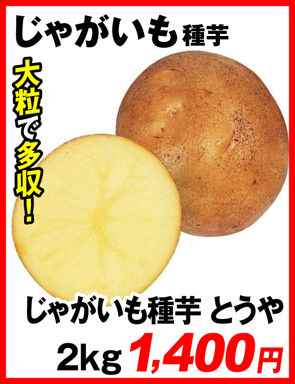 じゃがいもとうや