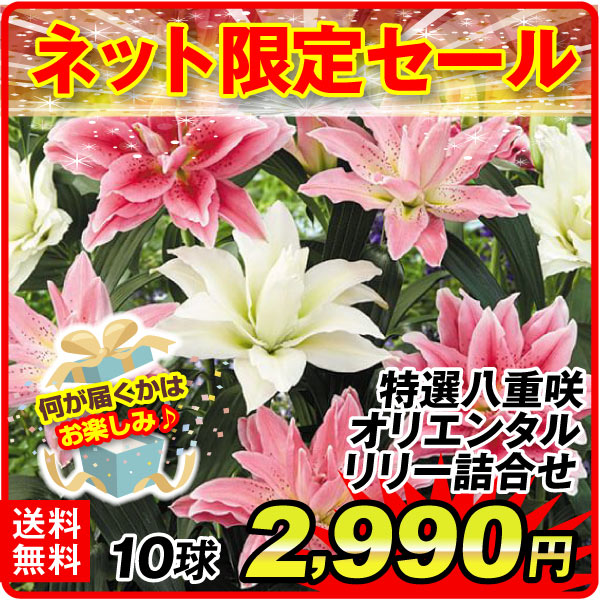 八重咲オリエンタルリリー詰合せ