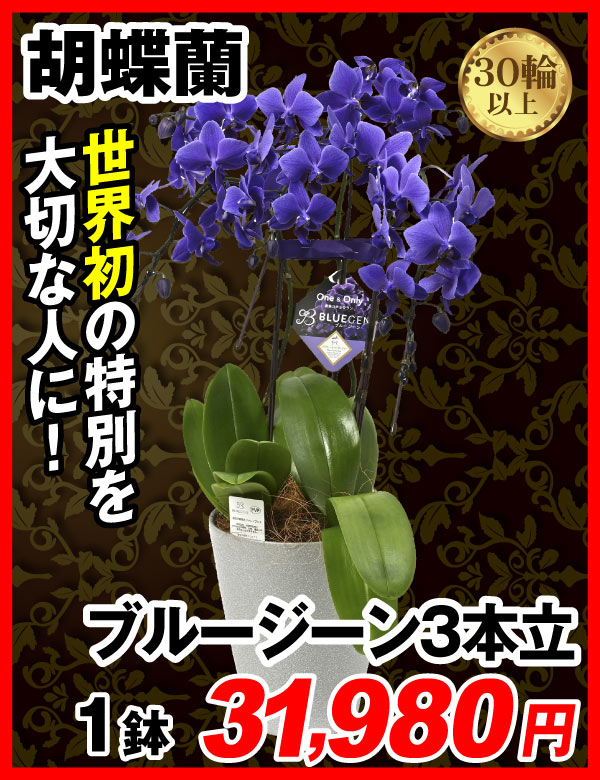 胡蝶蘭ブルージーン