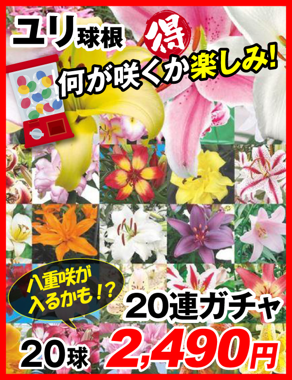 ユリ20連ガチャ