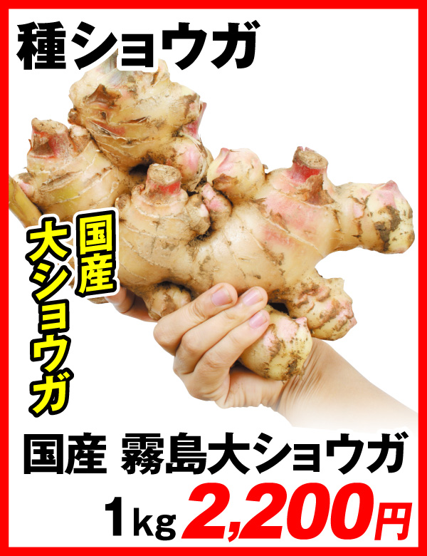 霧島大ショウガ