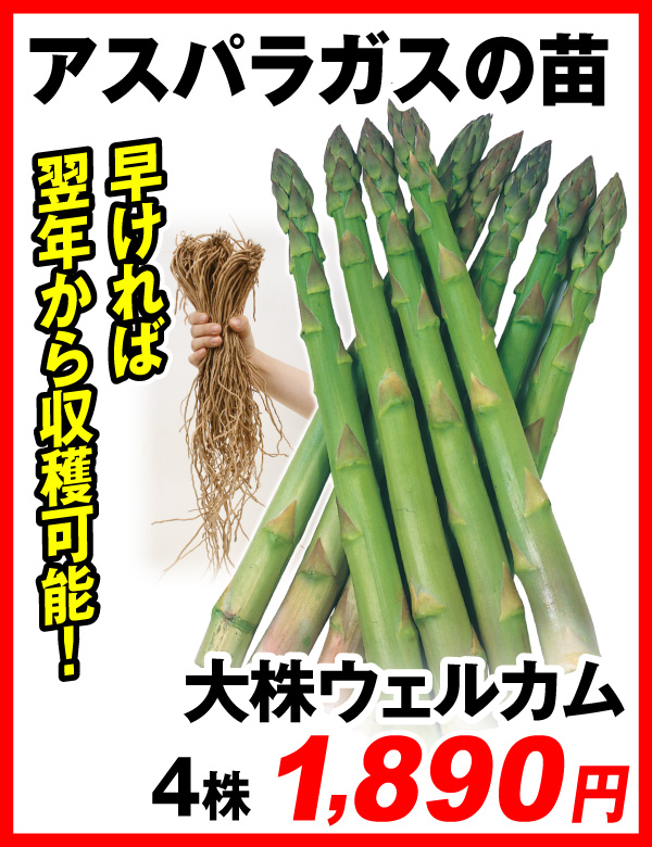 ウェルカム 2年生特大株