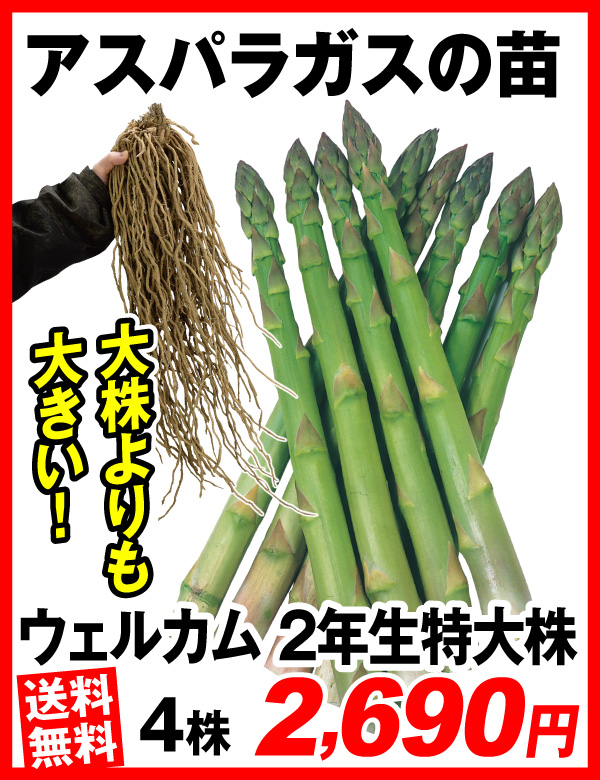 ウェルカム 2年生特大株