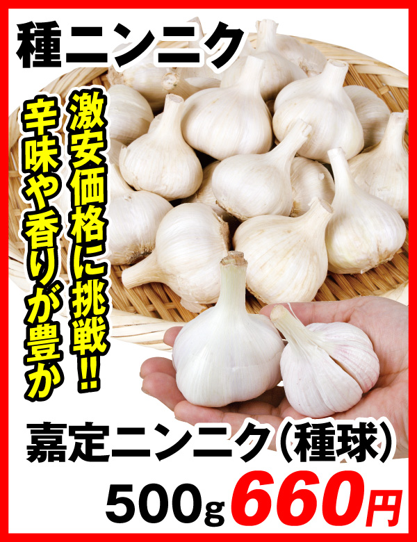 嘉定ニンニク・種球