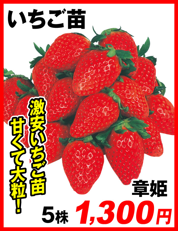 いちご苗 章姫