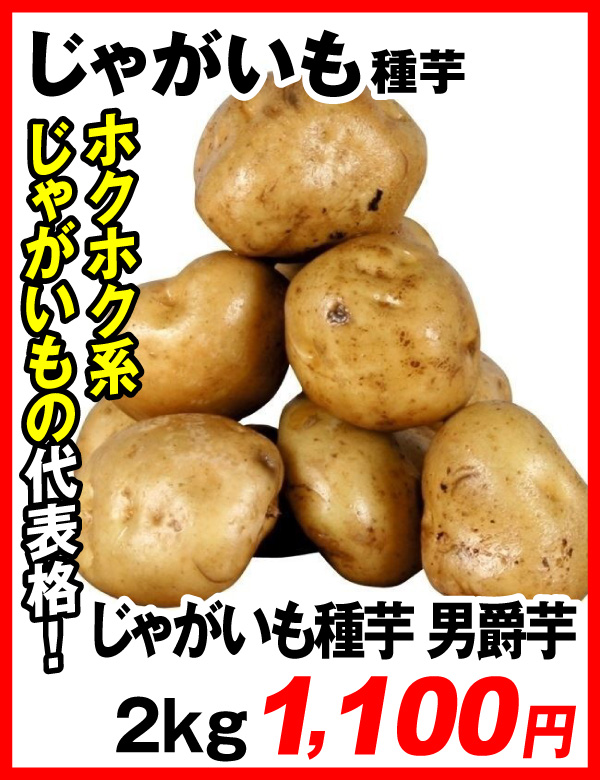 じゃがいも男爵薯