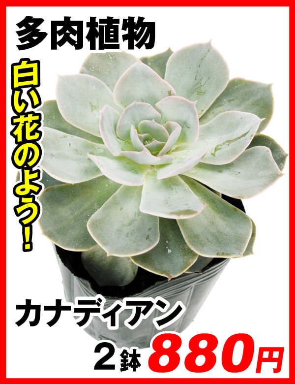 多肉植物
