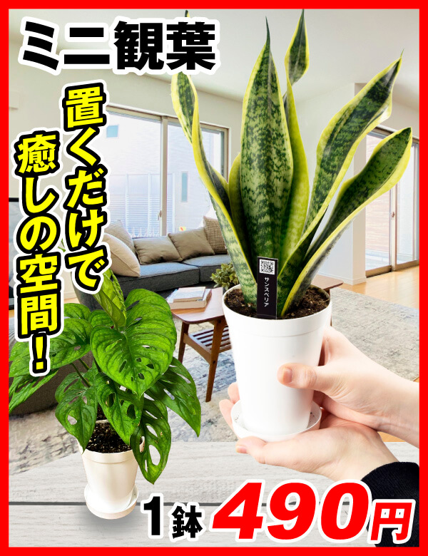 ミニ観葉