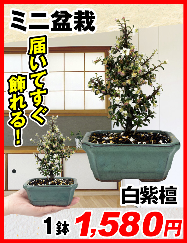ミニ盆栽