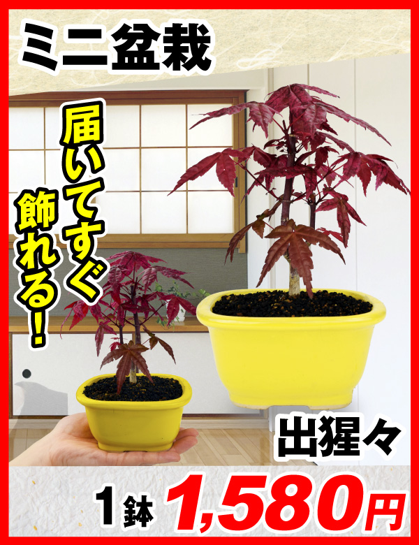 ミニ盆栽