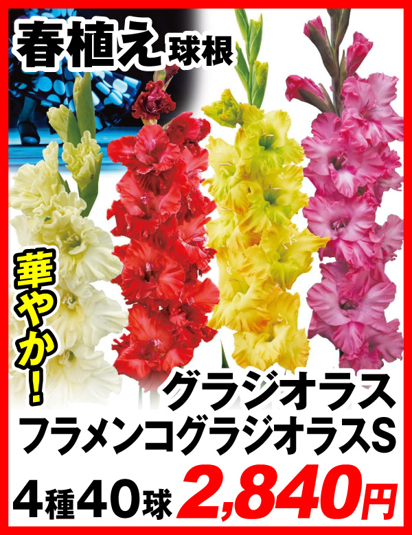 グラジオラス フラメンコグラジオラスセット
