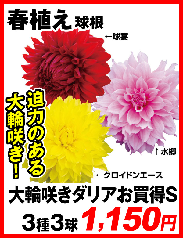 大輪咲きダリアお買得セット