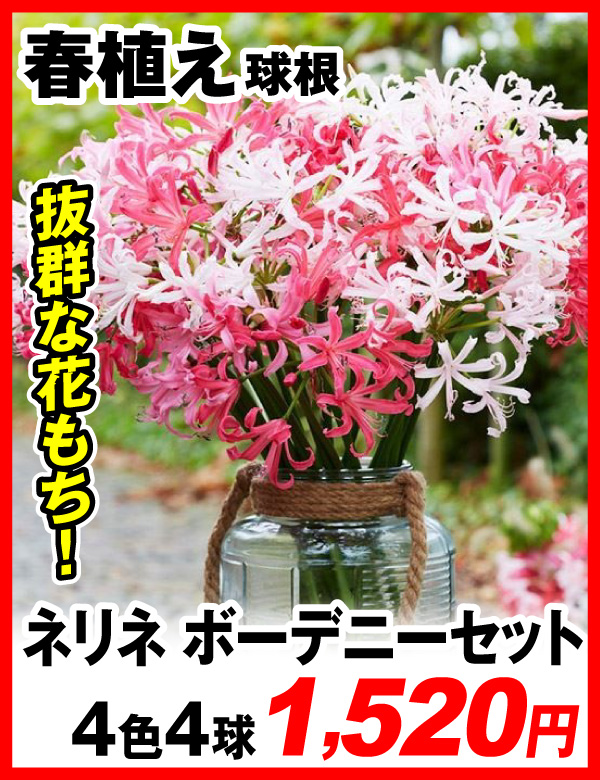 ネリネ ボーデニーセット