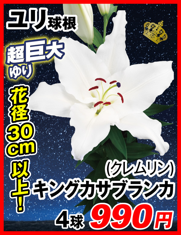 キングカサブランカ