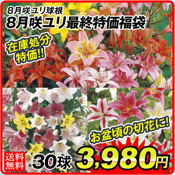 8月咲ユリ
