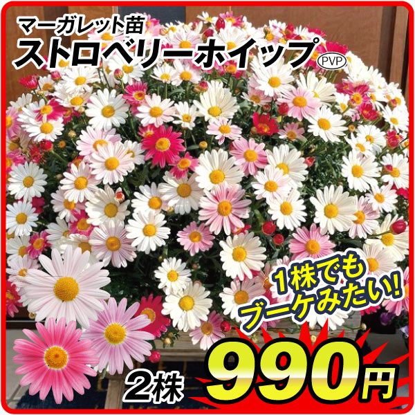 花苗