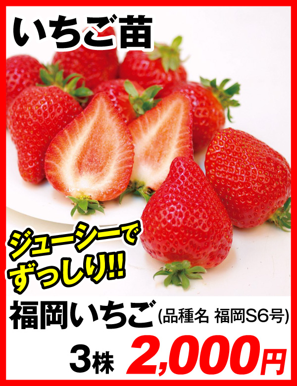 福岡イチゴ苗