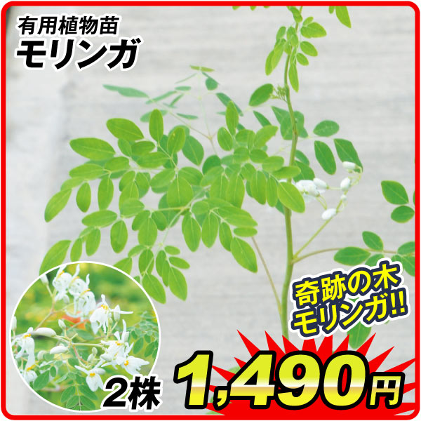 山菜