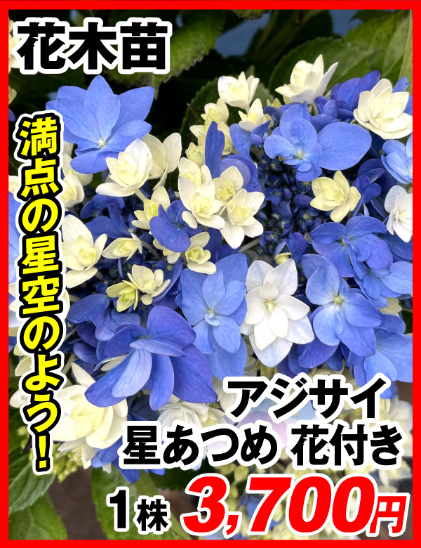 アジサイ 星あつめ