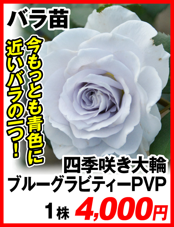 四季咲き大輪 ブルーグラビティーPVP
