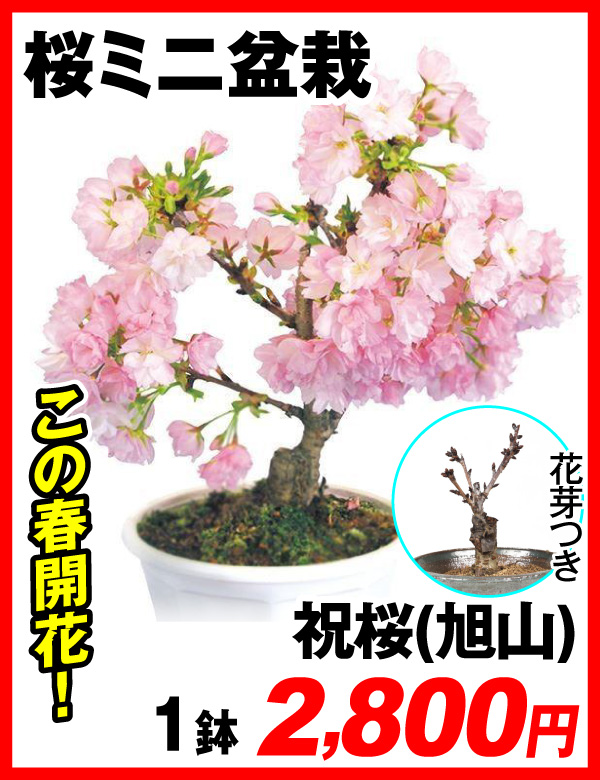 祝桜