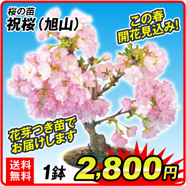 祝桜