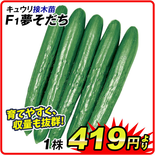 野菜苗