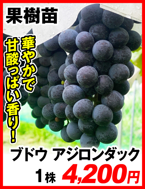 アジロンダックブドウ