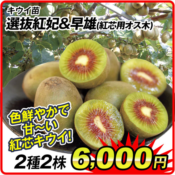 落葉果樹