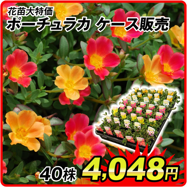 国華園オンラインショップ / 26年6月 5％クーポンセール対象商品