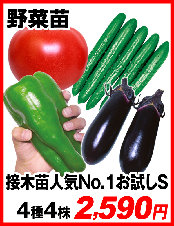 接木人気NO.1お試しセット