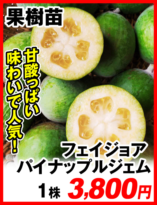 パイナップルフェイジョア