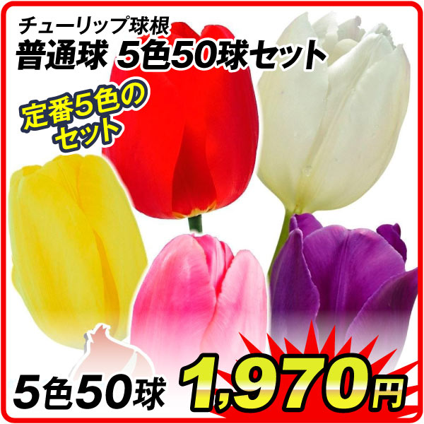 チューリップ