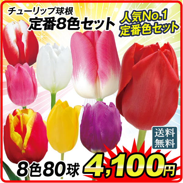 チューリップ