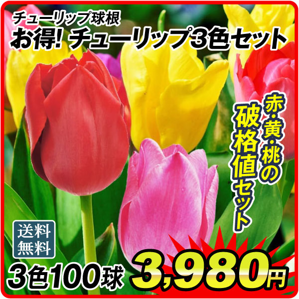 国華園オンラインショップ / 26年7月 5％クーポンセール対象商品